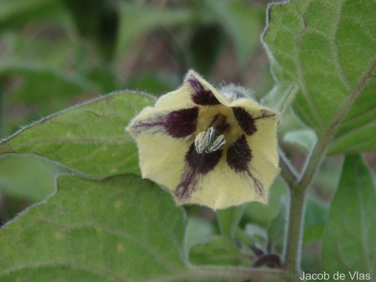 Physalis peruviana L.